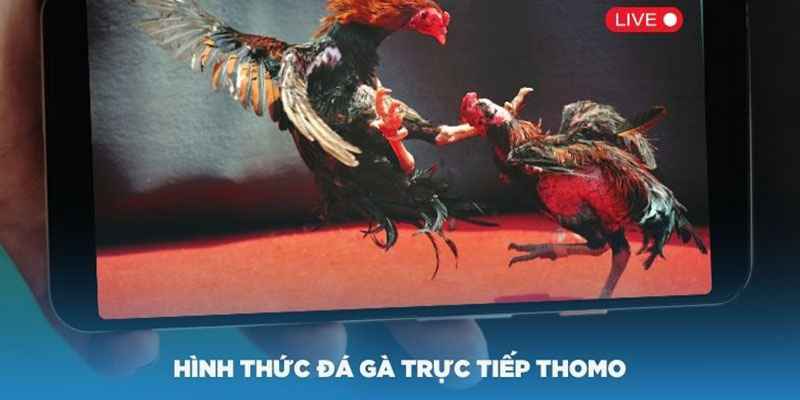 Các hình thức phổ biến có trong đá gà Thomo