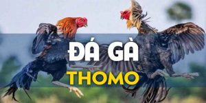 Trực Tiếp Đá Gà Thomo - Bắt Trọn Khoảnh Khắc Đòn Đá Đẹp Nhất