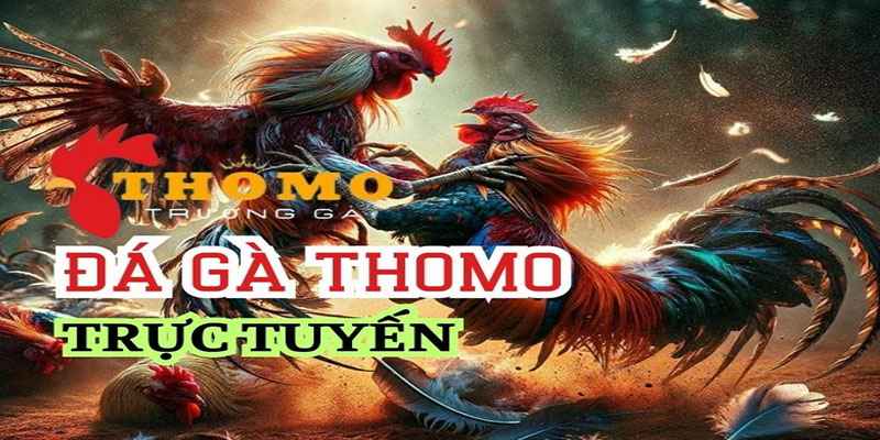 Trực tiếp đá gà Thomo và các sư kê lẫy lừng