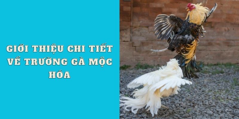 Giới thiệu chi tiết về trường gà Mộc Hóa