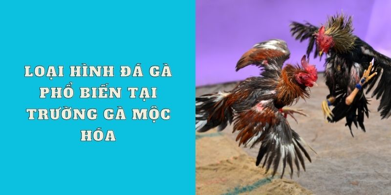 Loại hình đá gà phổ biến tại trường gà Mộc Hóa