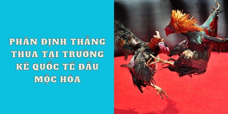 Phân định thắng thua tại trường kê quốc tế đấu Mộc Hóa