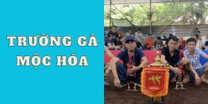 Trường Gà Mộc Hóa – Xem Đá Gà Trực Tiếp Chuyên Nghiệp 2024